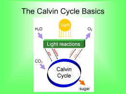 The Calvin Cycle Basics