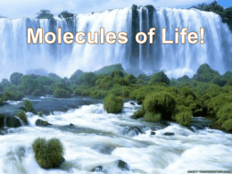 Molecules of Life! - Highline Public Schools