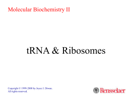 tRNA & Ribosomes