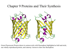Chapter 9 - Proteins and their synthesis