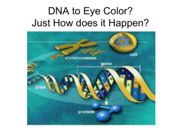 DNA to Eye Color? Just How does it Happen?