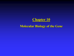 Chapter 10: Molecular Biology of the Gene