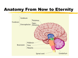 PowerPoint Presentation - Anatomy From Now to Eternity