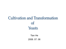 Cultivation and Transformation of Yeasts