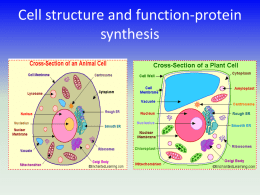 Bio slides on cells - proteinsynthesis1unity