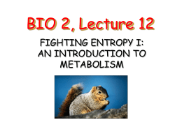 Lecture 12: Fighting Entropy I: An Introduction to Metabolism