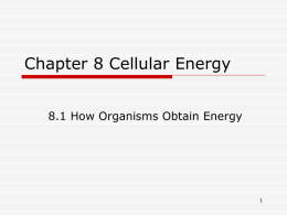 Ch 8 Cellular Energy