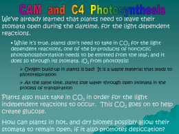 produced in photosynthesis