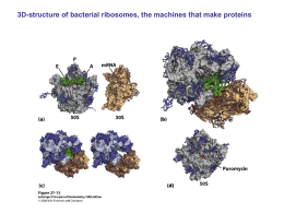 3D-structure of bacterial ribosomes, the machines that make