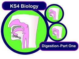 KS4 Digestion - Part One
