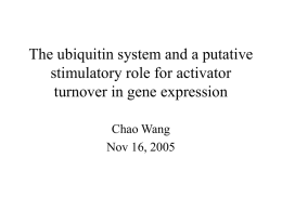 the ubiquitin system and a putative stimulatory role