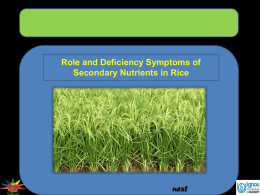 Role and deficiency symptom of secondary nutrients in rice