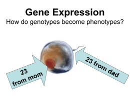Lecture, Gene Expression