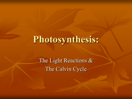 4.3 The Light Reactions