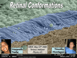 Retinal Conformations