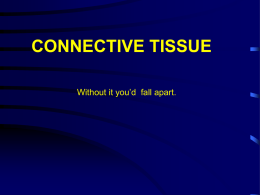 connective tissue introduction text