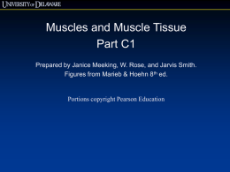 Muscle Tissue C1
