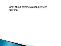 How do neurons communicate?