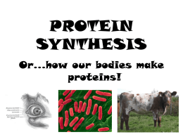 RNA and Protein Synthesis