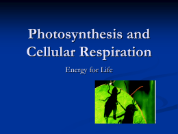 Photosynth-Cellular Respiration