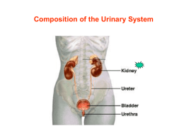 The Urinary Bladder