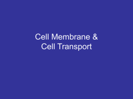 A13-Cell Membrane and Transport