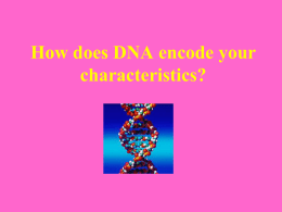 How does a gene encode your characteristics?