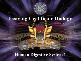Human Digestive System 1