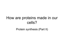 How are protein made in our cells?