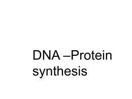 DNA –Protein synthesis
