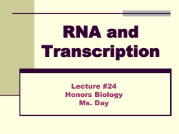 LECTURE #24: RNA and Transcription