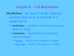 Chapter 6 Cellular Respiration