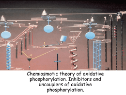 Chemiosmotic theory of oxidative phosphorylation. Inhibitors