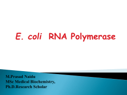 E. coli RNA polymerase