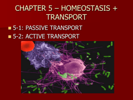 CHAPTER 5 – HOMEOSTASIS + TRANSPORT