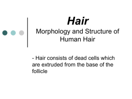 Hair Morphology and Structure of Human Hair