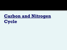 Carbon & Nitrogen Cycle
