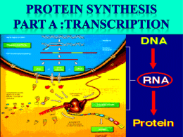 Protein Synthesis -Transcription - Mr. Lesiuk