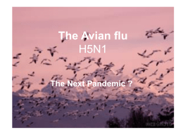 The Avian flu