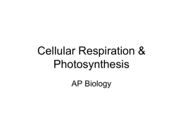 Cellular Respiration & Photosynthesis notes