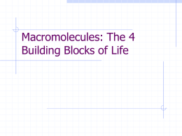 Macromolecules: The Building Blocks of Life