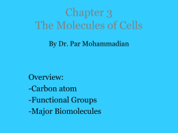 Chapter 3: The Molecules of Cells