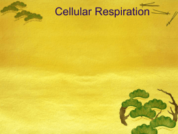 3/14 Cellular Respiration