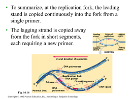 To summarize, at the replication fork, the leading stand is copied