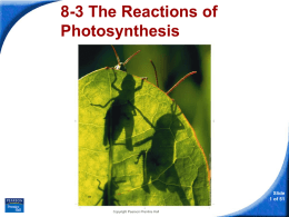 8-3 The Reactions of Photosynthesis