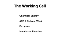 The Working Cell - De Anza College