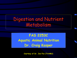 Lecture 4: Digestion and Nutrient Metabolism