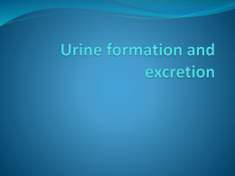 Urine formation and excretion