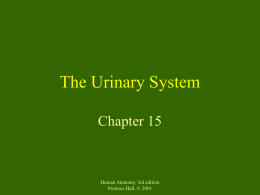 The Urinary System