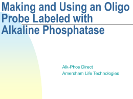Making and Using an Oligo Probe Labeled with Alkaline Phosphatase